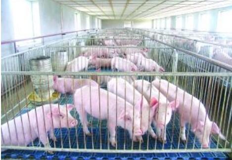 时隔四十年黑龙江省再培生猪新品种