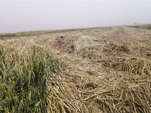 青岛平度：南村镇村民麦田深夜遭“黑手”一年辛劳“颗粒无收”