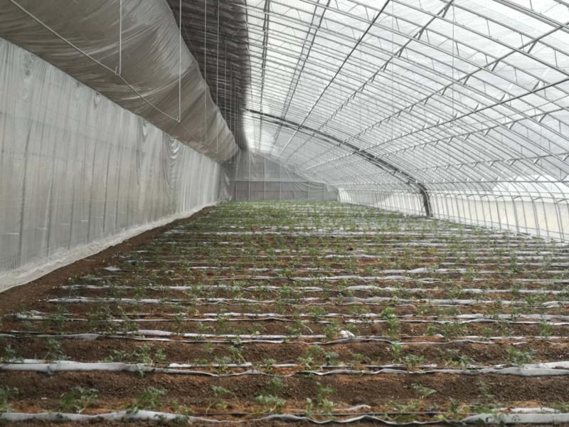 水肥智能化，西红柿种在“椰糠”上
