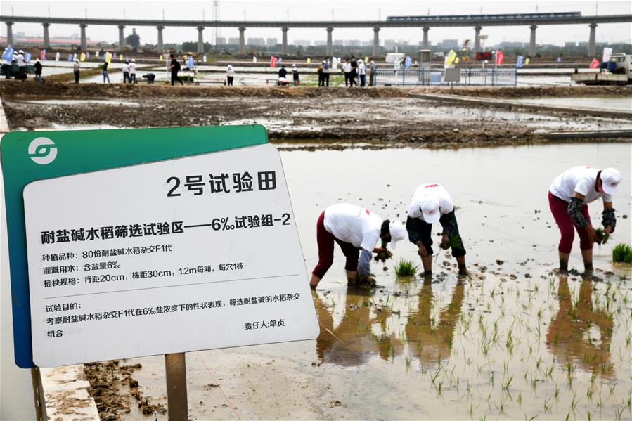 中国海水稻“拓荒”助力全球粮食供应安全