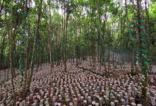 自然资源部：目前全国林下经济规模化经营和利用面积超6亿亩