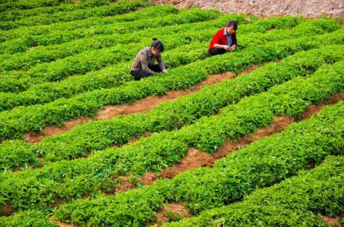 贵州省扎实做好山地特色农业提质增效