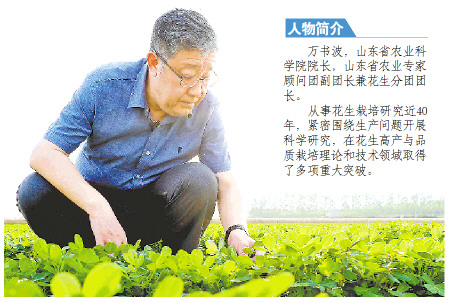 2019年度山东省科学技术最高奖获得者万书波——把花生变成农民致富的“金豆子”