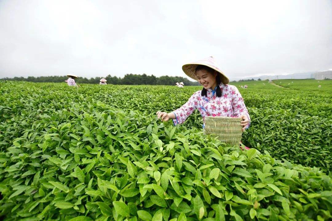 中国茶叶基本概况及产区分布情况分析（附茶叶百强县）