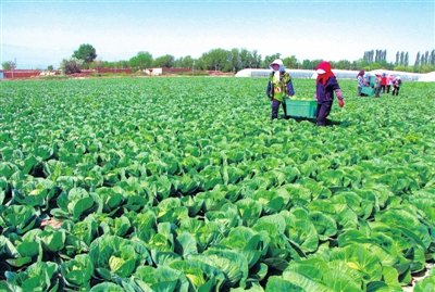发展现代寒旱特色农业 甘肃向乡村振兴迈出坚实步伐