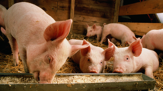 重庆江津在查获的外省违规调运生猪中排查出非洲猪瘟