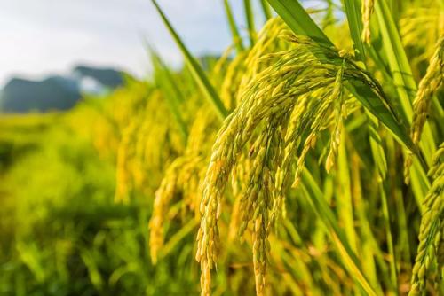 中国农科院将对水稻、小麦等五大作物开展增粮科技行动