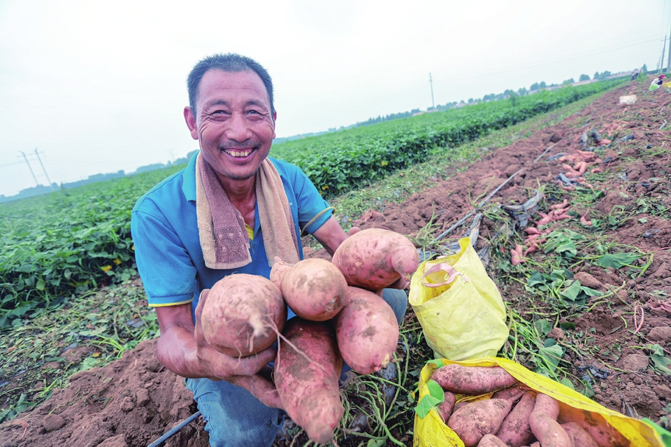 从40亩到4000亩，商河怀仁甘薯产业飞速发展 建设产业园，“甘薯小镇”绽放“薯”光