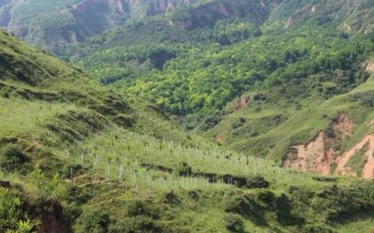 天津市全力打造“扶贫林”项目 探索生态扶贫新模式