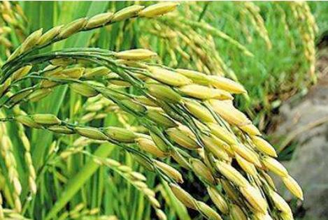 袁隆平超级稻云南基地连续4年平均亩产超1100千克