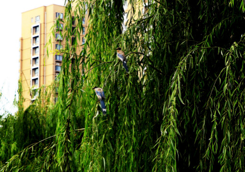 绿草如茵！菏泽市环堤公园即将完工