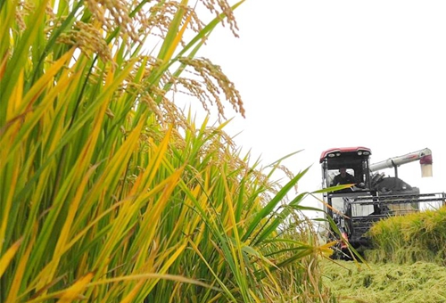 郯城：采莲湖3万亩良种水稻喜获丰收