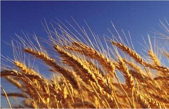 内蒙古河套地区：麦后复种　田地生“金”