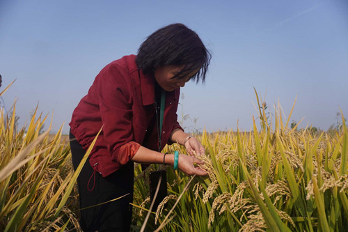 兰陵镇试种新品种水稻每亩收入可达2万元