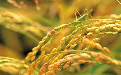 今年中晚稻市场收购价略高于去年同期