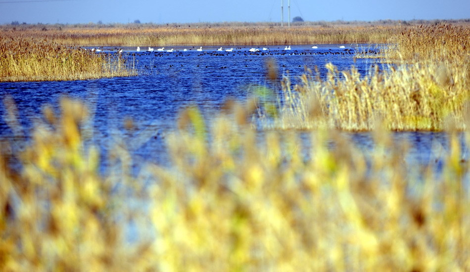人民日报点赞东营加强黄河三角洲湿地保护：候鸟恋上入海口
