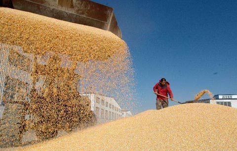 今年安徽省粮食总产4019万吨 居全国第四