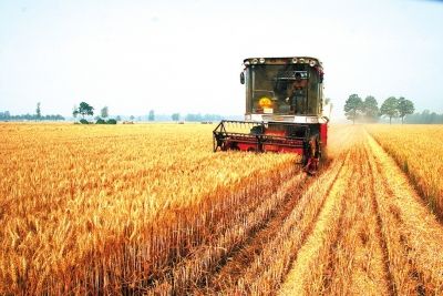 今年夏粮小麦增产丰收已成定局