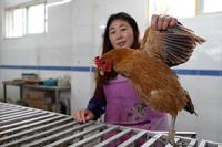 湖南宁远一人被确诊感染H5N6禽流感 当地活禽交易暂停