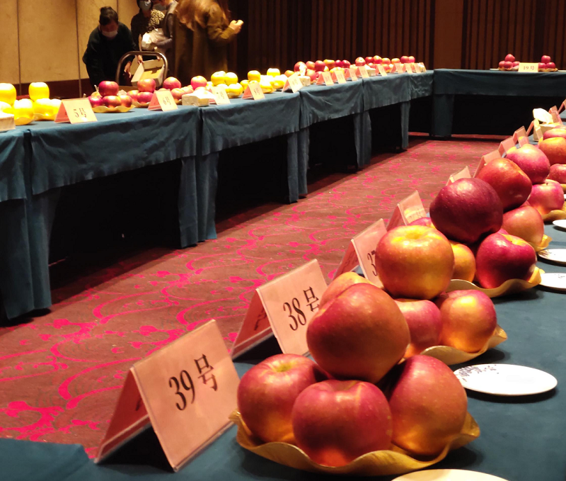 苹果免套袋亩增5000元