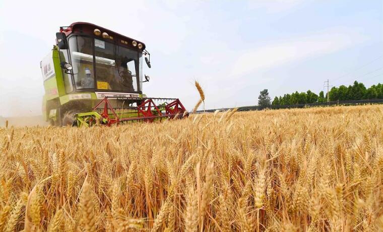 农业农村部：全力以赴抓好小麦机收和“三夏”生产