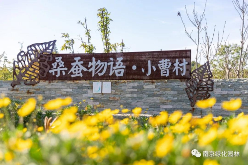 开云市绿化园林系统：九万棵梧桐树打造林荫道 推动南京绿色产业发展(图2)