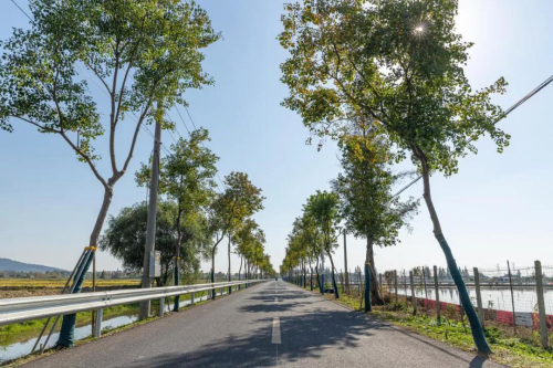 开云市绿化园林系统：九万棵梧桐树打造林荫道 推动南京绿色产业发展(图3)