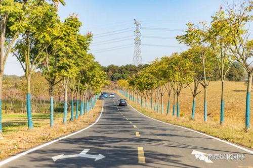 开云市绿化园林系统：九万棵梧桐树打造林荫道 推动南京绿色产业发展(图7)