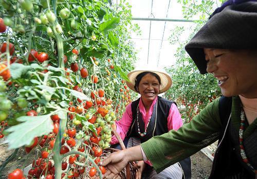 西藏农村居民人均可支配收入年均增长12.5%