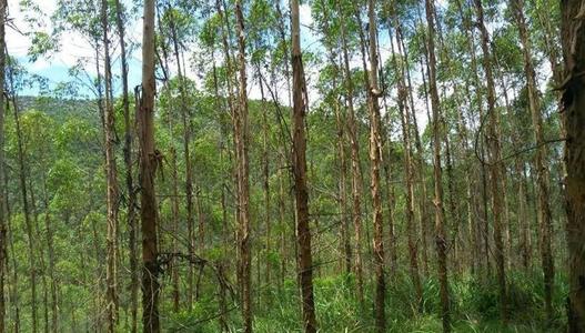 《“十四五”国家储备林建设实施方案》印发