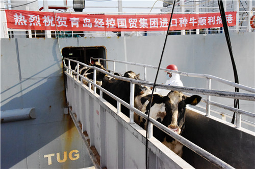 青岛西海岸新区经控集团 进口首批3888头乌拉圭种牛顺利出关