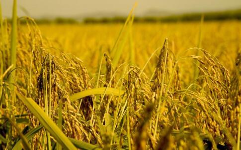 冬小麦冬油菜面积增加、长势正常——保持粮食稳产增产好势头