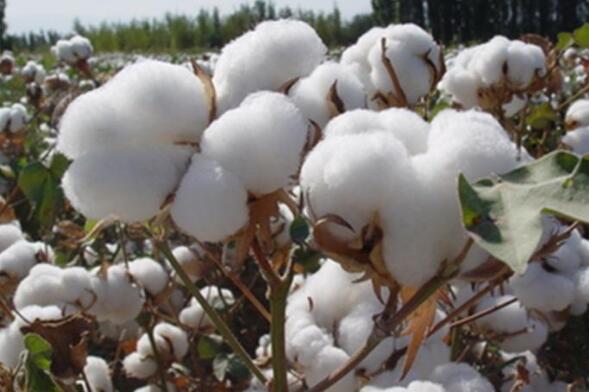 2023年全国棉花播种面积减少 棉花产量下降