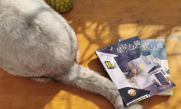 《星星与猫》：一本献给生活的书