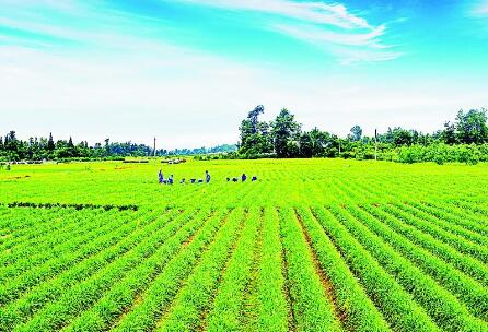 山西省春季农业生产形势良好