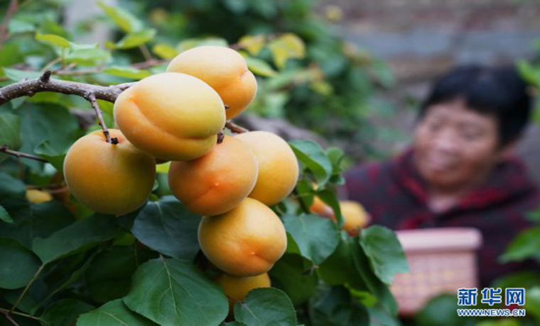 河北顺平：错季水果种植促农增收