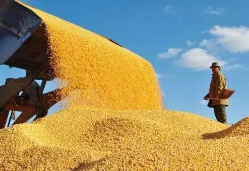 山西省农业经济持续稳中向好 夏粮总产量247.1万吨，同比增长0.8％