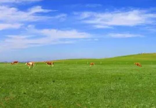 内蒙古今年将种草1100万亩以上