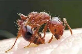 红火蚁位列全球百种最危险入侵物种，已传播至国内10多个省份