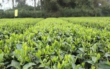 一叶兴一业 一茶富一方 茶产业孕育乡村振兴勃勃生机
