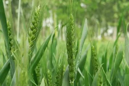 黑龙江黑河爱辉区1.42万亩小麦集中收割