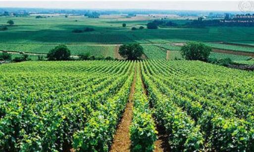 我国在贺兰山东麓建设世界级优质葡萄酒产区