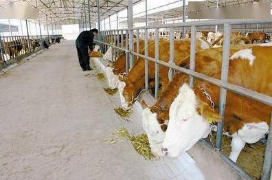 吉林省出台多条政策推进“秸秆变肉”工程建设