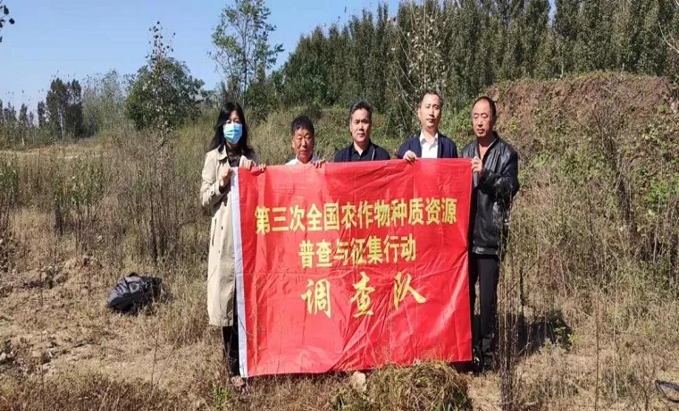 关注 | 农作物种质资源普查，济宁邹城市首次发现野大豆