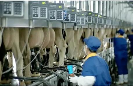 内蒙古呼和浩特打造“千亿级乳产业集群”