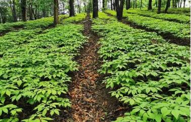 吉林省林下参种植总面积约达100万亩