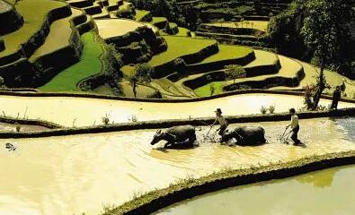 农耕文化之光闪耀青山绿水间——记我国加强全球重要农业文化遗产保护传承发展