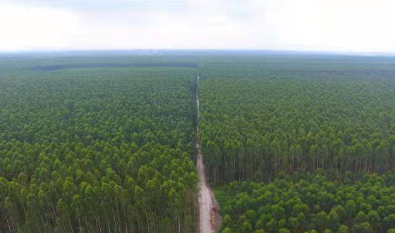 中林集团：林业央企“碳”索绿色发展新路径