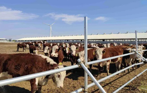 牛劲十足跑出振兴“加速度”——三季度吉林省肉牛产业经济增长解读