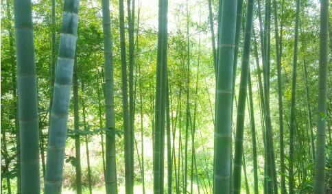 福建南平：一根小竹子撑起富民大产业